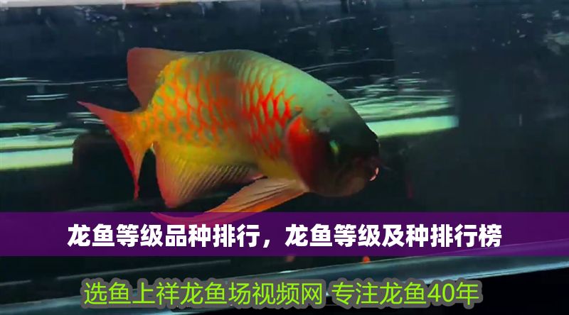 龍魚等級品種排行，龍魚等級及種排行榜