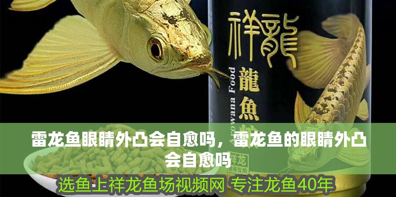 雷龍魚眼睛外凸會自愈嗎，雷龍魚的眼睛外凸會自愈嗎