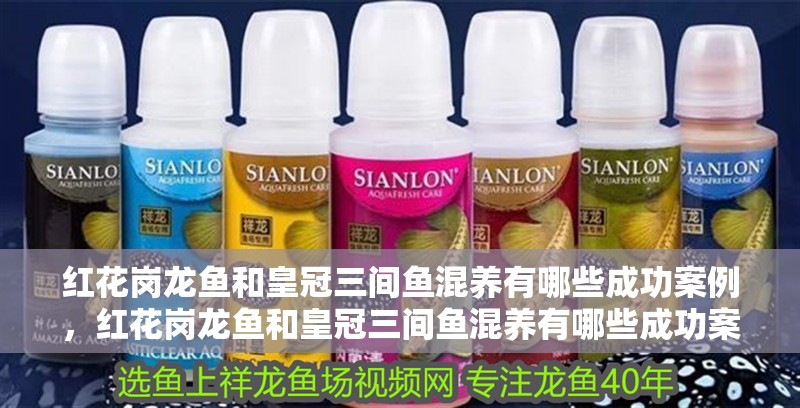 紅花崗龍魚和皇冠三間魚混養有哪些成功案例，紅花崗龍魚和皇冠三間魚混養有哪些成功案例和科學原理