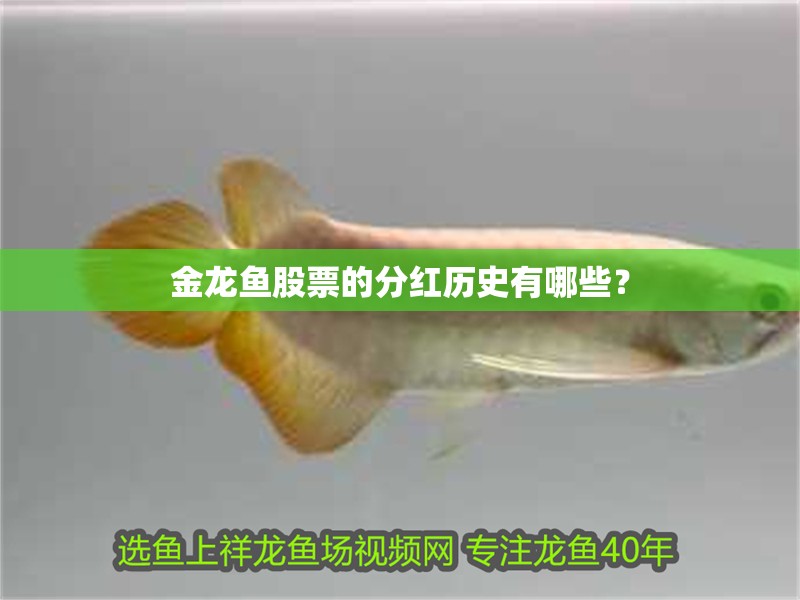金龍魚股票的分紅歷史有哪些？