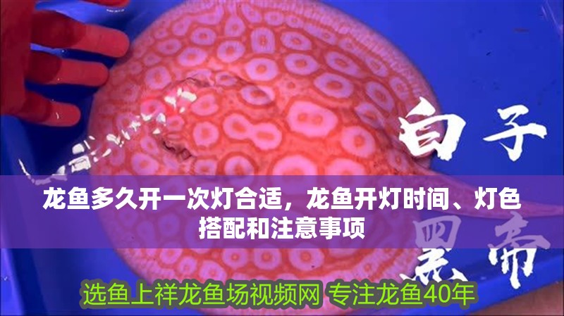 龍魚多久開一次燈合適，龍魚開燈時間、燈色搭配和注意事項