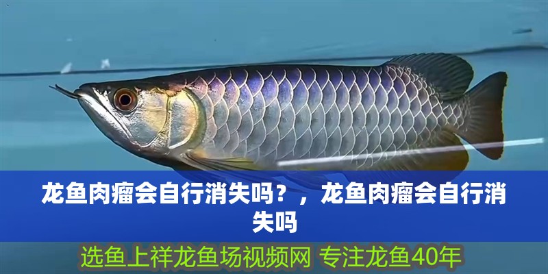 龍魚肉瘤會(huì)自行消失嗎？，龍魚肉瘤會(huì)自行消失嗎