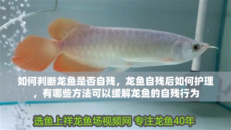 如何判斷龍魚是否自殘，龍魚自殘后如何護理，有哪些方法可以緩解龍魚的自殘行為