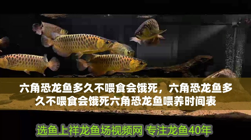 六角恐龍魚多久不喂食會餓死，六角恐龍魚多久不喂食會餓死六角恐龍魚喂養(yǎng)時(shí)間表