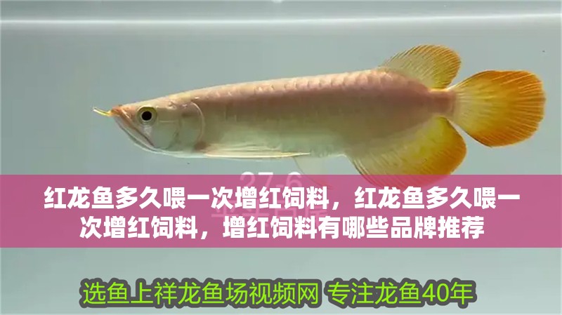 紅龍魚多久喂一次增紅飼料，紅龍魚多久喂一次增紅飼料，增紅飼料有哪些品牌推薦
