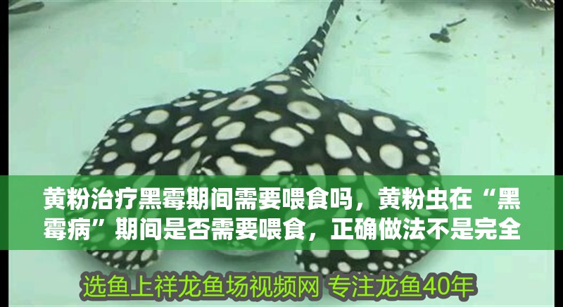 黃粉治療黑霉期間需要喂食嗎，黃粉蟲在“黑霉病”期間是否需要喂食，正確做法不是完全停食