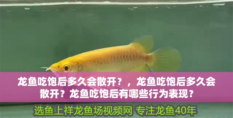 龍魚吃飽后多久會散開？，龍魚吃飽后多久會散開？龍魚吃飽后有哪些行為表現？