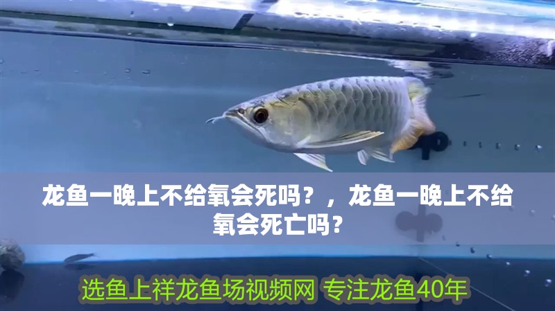 龍魚一晚上不給氧會死嗎？，龍魚一晚上不給氧會死亡嗎？