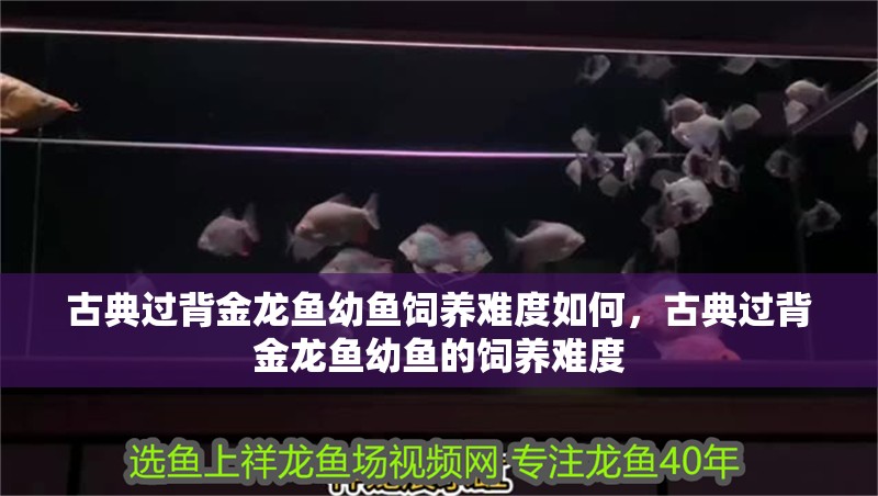 古典過背金龍魚幼魚飼養難度如何，古典過背金龍魚幼魚的飼養難度