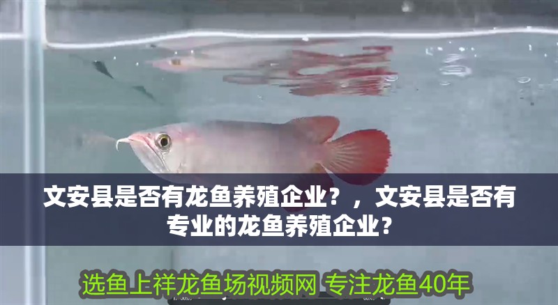 文安縣是否有龍魚養殖企業？，文安縣是否有專業的龍魚養殖企業？