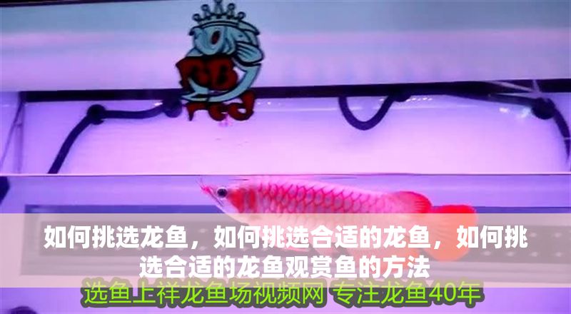 如何挑選龍魚，如何挑選合適的龍魚，如何挑選合適的龍魚觀賞魚的方法