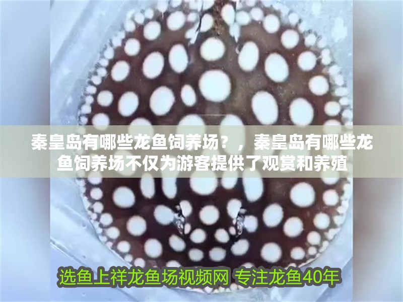 秦皇島有哪些龍魚飼養場？，秦皇島有哪些龍魚飼養場不僅為游客提供了觀賞和養殖