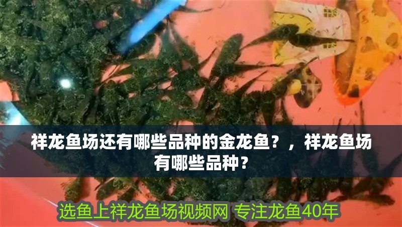 祥龍魚場還有哪些品種的金龍魚？，祥龍魚場有哪些品種？