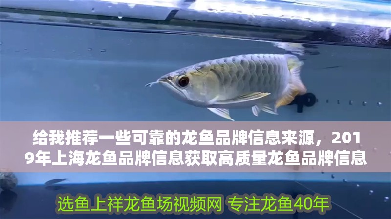給我推薦一些可靠的龍魚品牌信息來源，2019年上海龍魚品牌信息獲取高質(zhì)量龍魚品牌信息