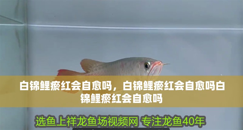 白錦鯉瘀紅會自愈嗎，白錦鯉瘀紅會自愈嗎白錦鯉瘀紅會自愈嗎