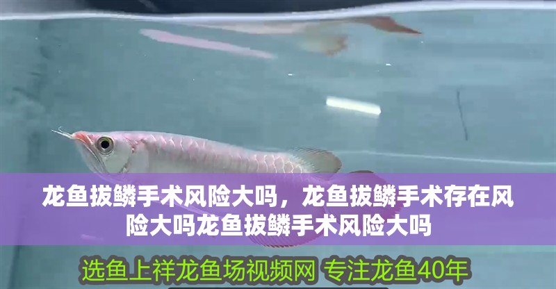 龍魚拔鱗手術風險大嗎，龍魚拔鱗手術存在風險大嗎龍魚拔鱗手術風險大嗎