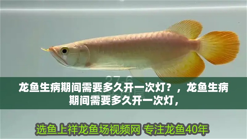 龍魚生病期間需要多久開一次燈？，龍魚生病期間需要多久開一次燈，