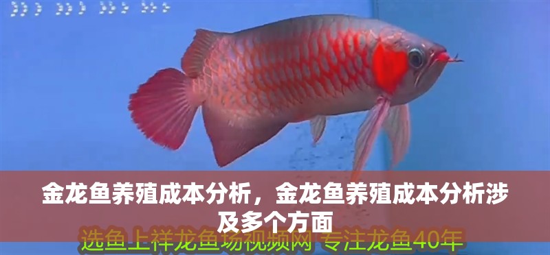 金龍魚養(yǎng)殖成本分析，金龍魚養(yǎng)殖成本分析涉及多個(gè)方面