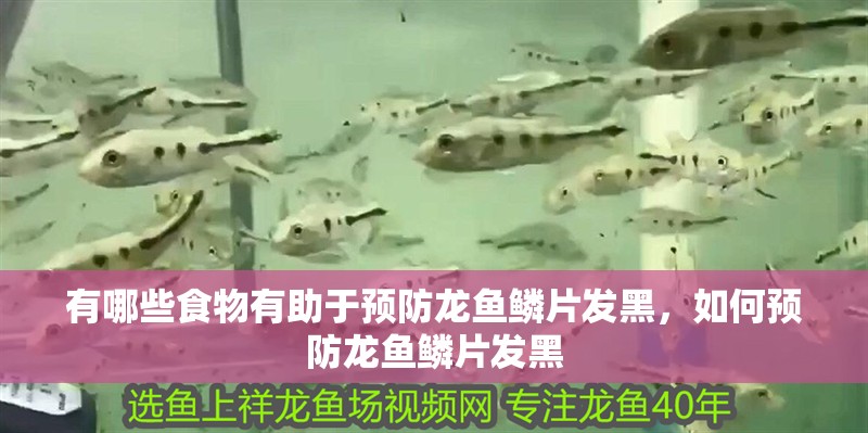 有哪些食物有助于預防龍魚鱗片發黑，如何預防龍魚鱗片發黑