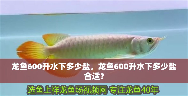 龍魚(yú)600升水下多少鹽，龍魚(yú)600升水下多少鹽合適？