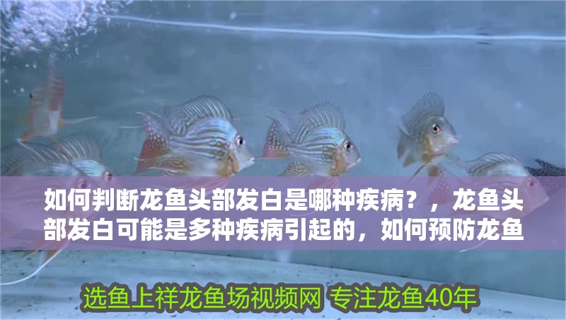 如何判斷龍魚(yú)頭部發(fā)白是哪種疾病？，龍魚(yú)頭部發(fā)白可能是多種疾病引起的，如何預(yù)防龍魚(yú)頭部發(fā)白