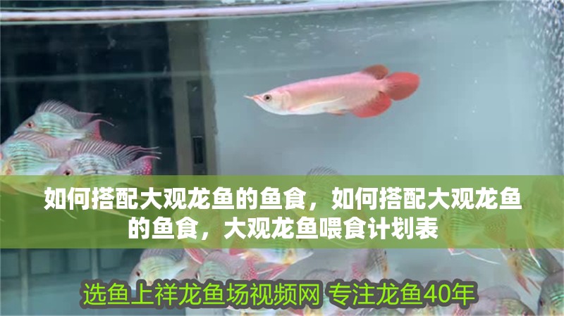 如何搭配大觀龍魚的魚食，如何搭配大觀龍魚的魚食，大觀龍魚喂食計劃表