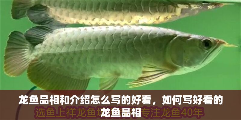龍魚品相和介紹怎么寫的好看，如何寫好看的龍魚品相