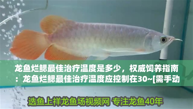 龍魚爛鰓最佳治療溫度是多少，權(quán)威飼養(yǎng)指南：龍魚爛鰓最佳治療溫度應(yīng)控制在30~[需手動(dòng)填充]