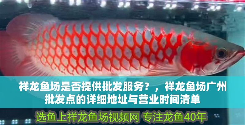 祥龍魚場是否提供批發(fā)服務？，祥龍魚場廣州批發(fā)點的詳細地址與營業(yè)時間清單