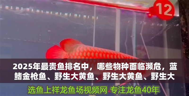 2025年最貴魚排名中，哪些物種面臨瀕危，藍鰭金槍魚、野生大黃魚、野生大黃魚、野生大黃魚