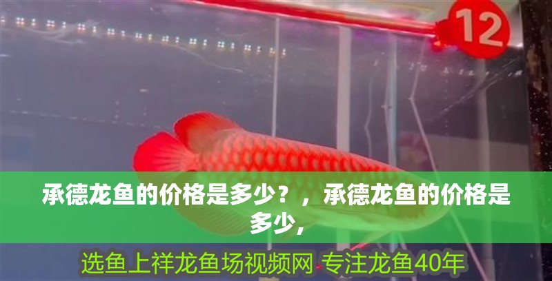 承德龍魚的價格是多少？，承德龍魚的價格是多少,