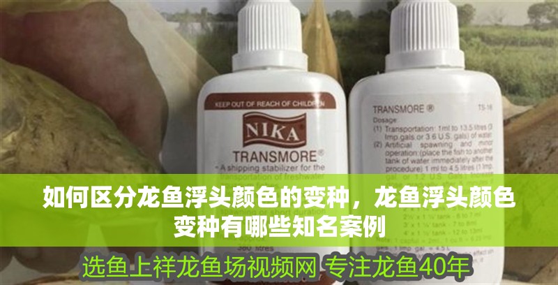 如何區分龍魚浮頭顏色的變種，龍魚浮頭顏色變種有哪些知名案例