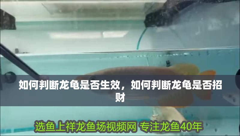 如何判斷龍龜是否生效，如何判斷龍龜是否招財