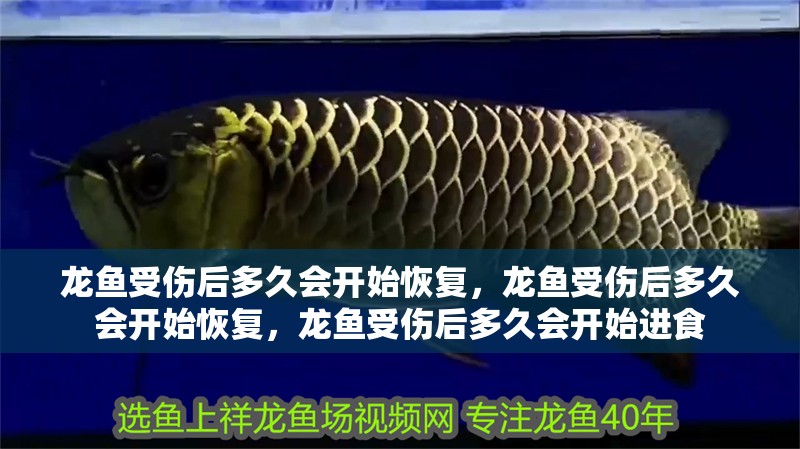 龍魚受傷后多久會開始恢復，龍魚受傷后多久會開始恢復，龍魚受傷后多久會開始進食