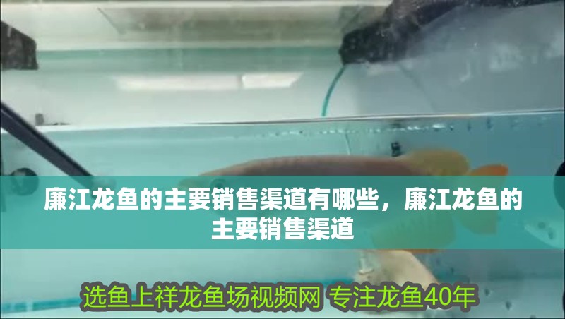 廉江龍魚的主要銷售渠道有哪些，廉江龍魚的主要銷售渠道
