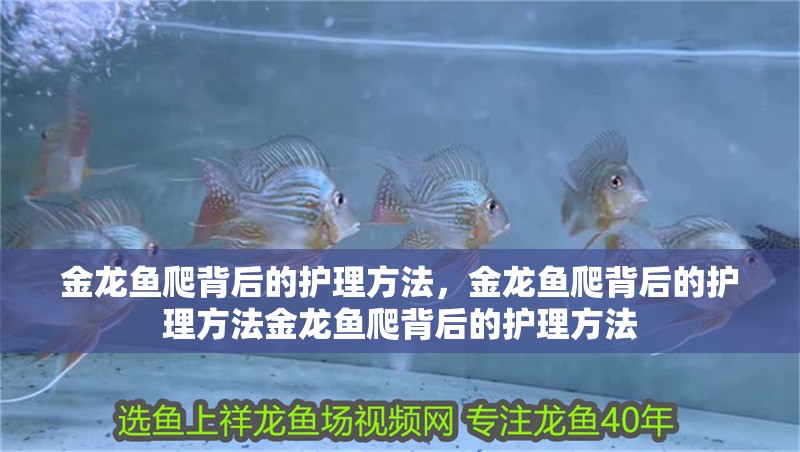 金龍魚爬背后的護理方法，金龍魚爬背后的護理方法金龍魚爬背后的護理方法