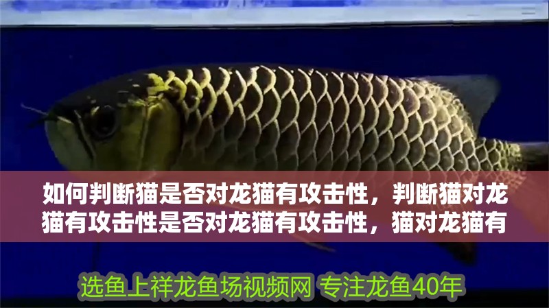如何判斷貓是否對龍貓有攻擊性，判斷貓對龍貓有攻擊性是否對龍貓有攻擊性，貓對龍貓有攻擊性