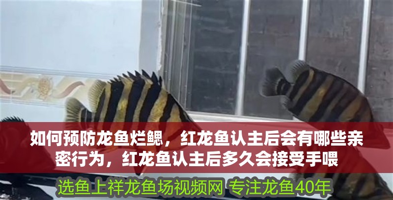 如何預防龍魚爛鰓，紅龍魚認主后會有哪些親密行為，紅龍魚認主后多久會接受手喂
