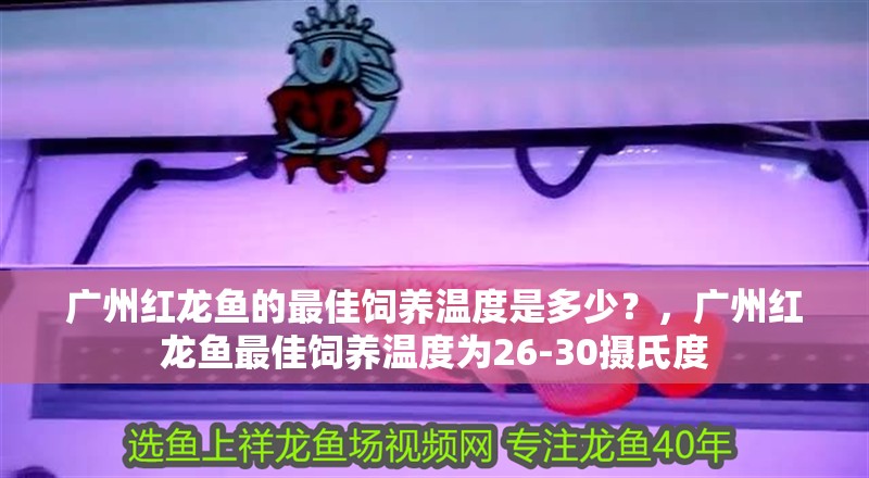 廣州紅龍魚的最佳飼養(yǎng)溫度是多少？，廣州紅龍魚最佳飼養(yǎng)溫度為26-30攝氏度