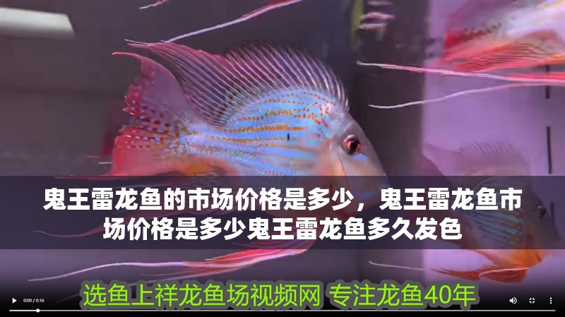 鬼王雷龍魚的市場價格是多少，鬼王雷龍魚市場價格是多少鬼王雷龍魚多久發色
