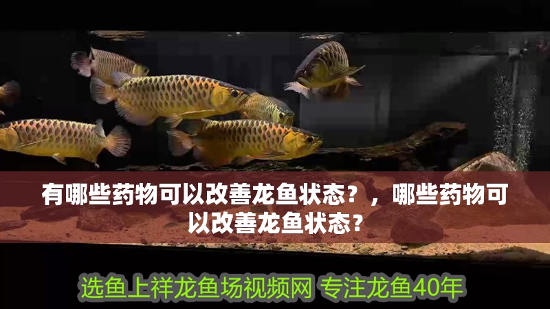 有哪些藥物可以改善龍魚狀態？，哪些藥物可以改善龍魚狀態？