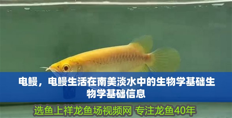 電鰻，電鰻生活在南美淡水中的生物學基礎生物學基礎信息