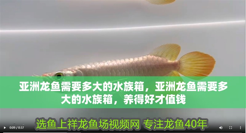 亞洲龍魚需要多大的水族箱，亞洲龍魚需要多大的水族箱，養得好才值錢