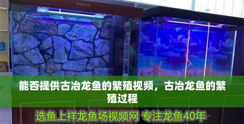 能否提供古冶龍魚的繁殖視頻，古冶龍魚的繁殖過程