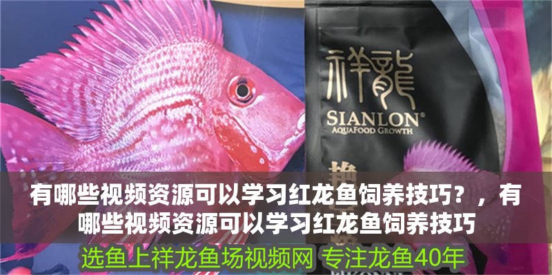 有哪些視頻資源可以學習紅龍魚飼養技巧？，有哪些視頻資源可以學習紅龍魚飼養技巧