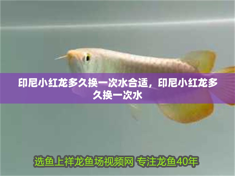 印尼小紅龍多久換一次水合適，印尼小紅龍多久換一次水