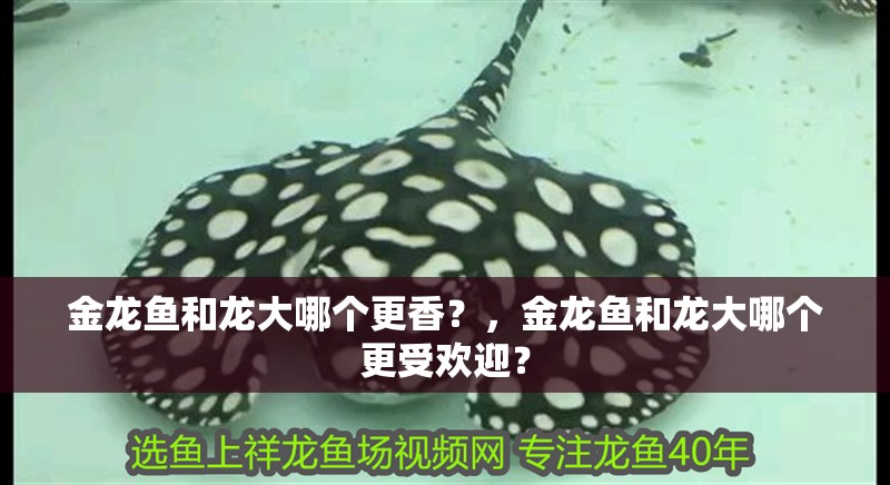金龍魚和龍大哪個更香？，金龍魚和龍大哪個更受歡迎？