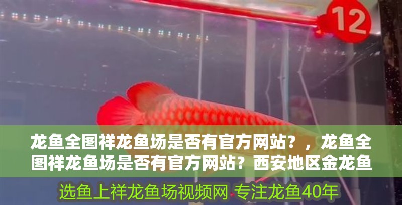 龍魚全圖祥龍魚場是否有官方網站？，龍魚全圖祥龍魚場是否有官方網站？西安地區金龍魚批發有哪些代理
