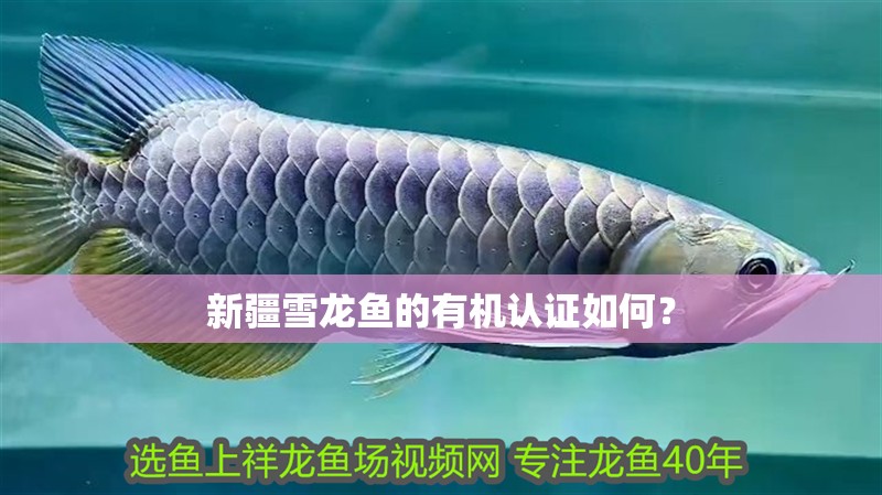 新疆雪龍魚的有機認證如何？