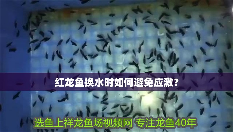 紅龍魚換水時如何避免應激？